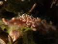 AeolidNudi