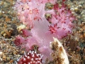 AlliedCowrie-SoftCoral-annot