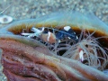 AnemoneShrimp