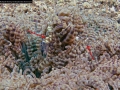 BeadedSeaAnemone-Shrimp