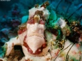 BeardedFrogfish1