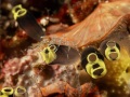 Black-yellowTunicates-spider