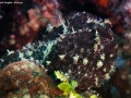 BlackFrogfish-blue-eye