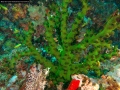 BlackSunCoral