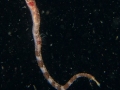 BlackwaterPipefish