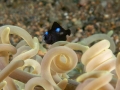 BlueFish-anemone