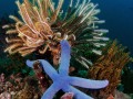 BlueStar-Crinoids