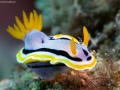 Chromodoris