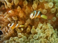 Clown-Anemonefish2