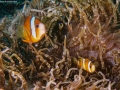 ClownAnemonefish2