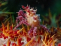 Crab-in-softcoral-2