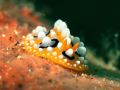 Eye-spot-nudi