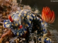 FireHypselodoris