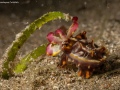 FlamboyantCuttlefish2