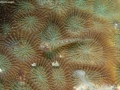 Goby-on-coral