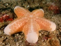 GranulatedSeaStar