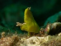 GreenNudi