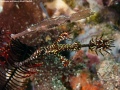 Harlequin-RobustGhostPipefish