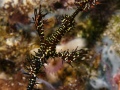 HarlequinGhostPipefish