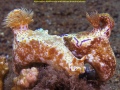 HypseloDoris