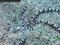 Mimic-Octopus