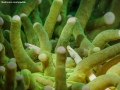 Mushroom-coral-pipefish