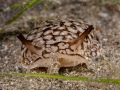 NightNudi