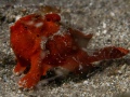 NightRedFrogfish