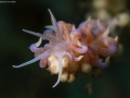 Nudi-on-SeaWhip