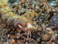 Nudi-unknown