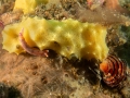 Nudi-yellow-sponge