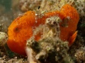 OrangeFrogfish