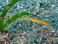 Pipefish-on-seagrass