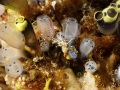 PowderedTunicates