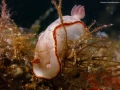 PreciousGoniobranchus