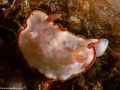 PreciousGoniobranchus2