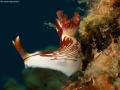 Red-spottedHypselodoris