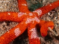 RedSeaStarfish