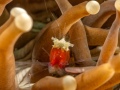 RedShrimp-anemone1