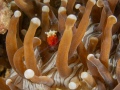 RedShrimp-anemone2