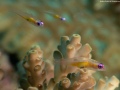 RedeyeGobies