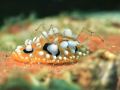 Spider-on-Nudi